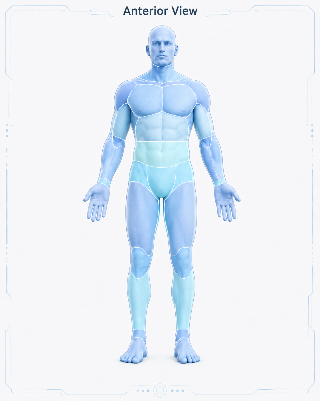 Anterior anatomical body diagram